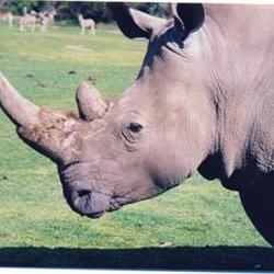Farmers held after catching alleged rhino poacher