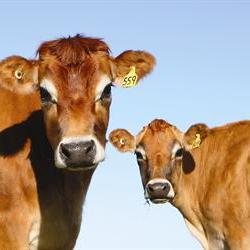 Produksie en bemarking steeds belangrike skakel