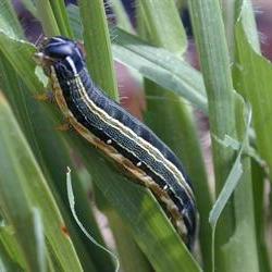 Armyworm in NW