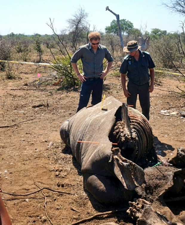 PICTURE GALLERY Prince Harry horrified by rhino poaching scenes in SA(01)