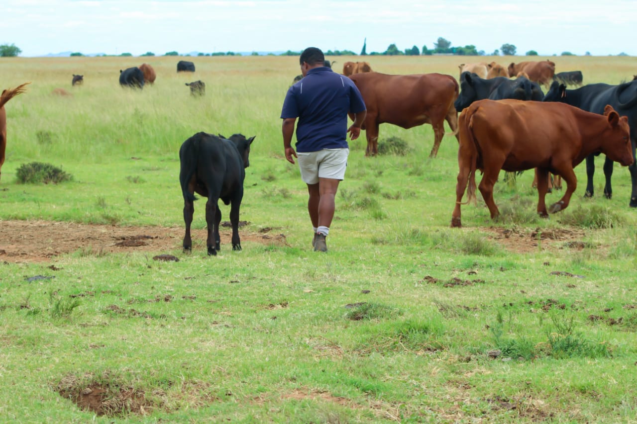 Zabion de Wee, a young male farmer walks in the field with his cattle