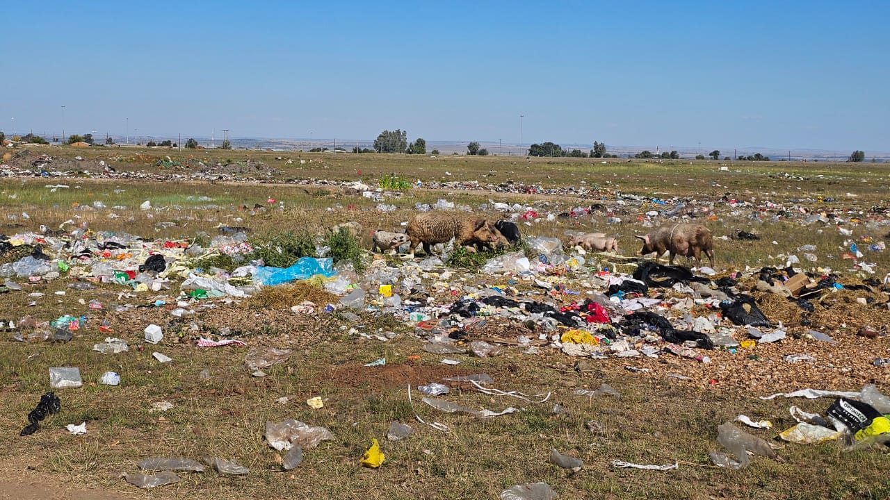 Stray pigs and other animals are frequently seen scavenging through the waste