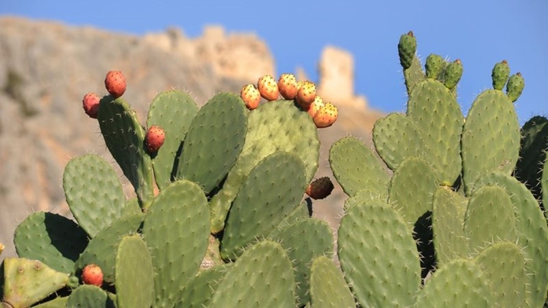Research on farming with spineless cactus pears | News Article