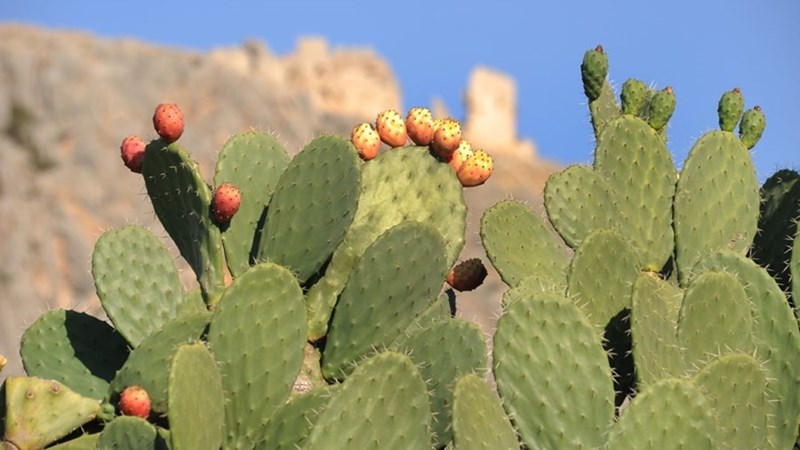 Research on farming with spineless cactus pears Research on farming with spineless cactus pears | News Article