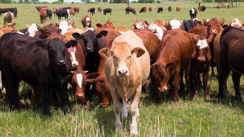 Agri podcast: Ban on movement of cattle lifted | News Article