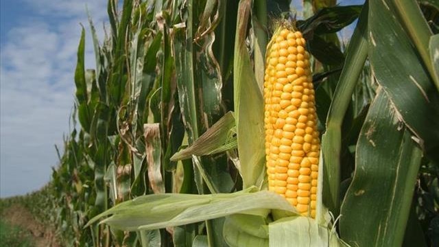 Agri-Uur: Jongste Safex-nuus Agri-Uur: Jongste Safex-nuus | News Article