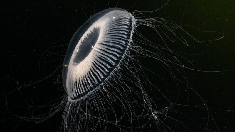 Weird Wide Web - Killer jellyfish living on Jupiter | News Article