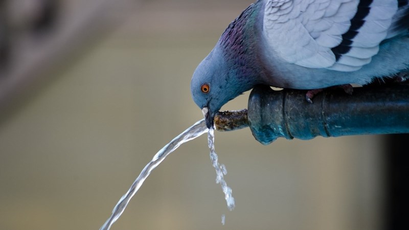 Wysigings aan Waterwet kan landbou raak Wysigings aan Waterwet kan landbou raak | News Article