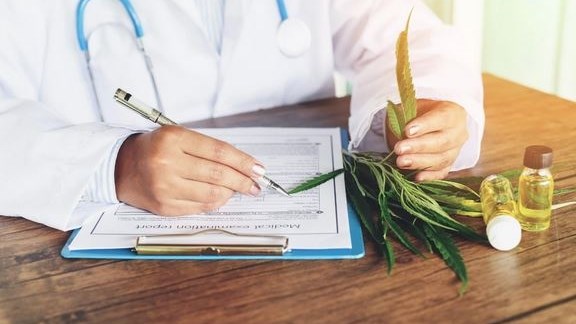 Cannabis Academy opens in Plett Cannabis Academy opens in Plett | News Article