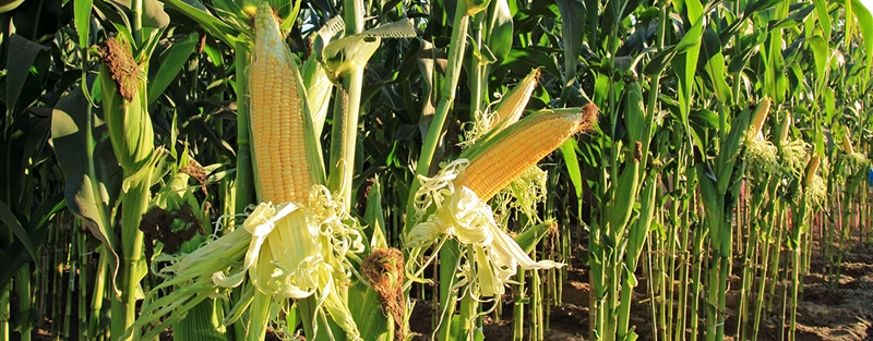 Agri-Uur: Jongste Safex-nuus | News Article