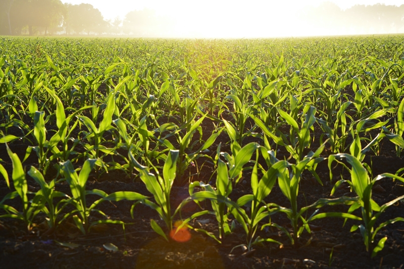Agri-uur: Jongste Safex-nuus | News Article
