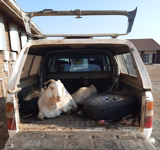 Stock theft suspect due in NC court | News Article