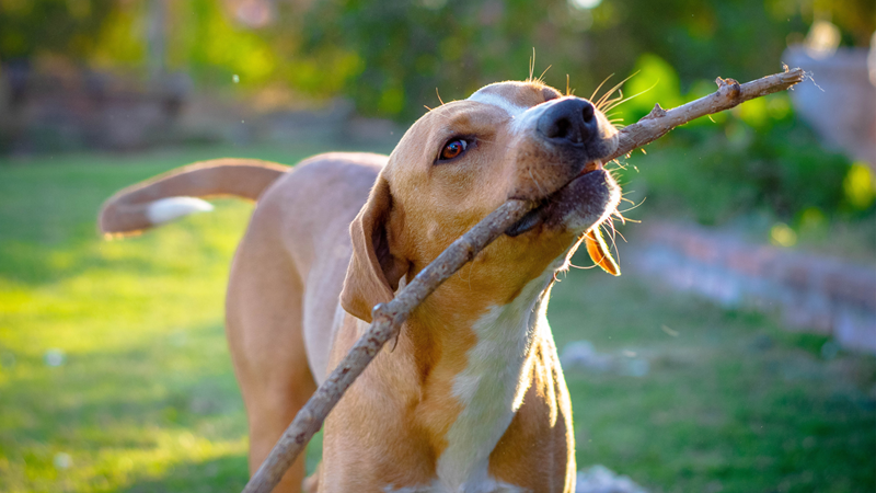 How to help your local SPCA this festive season How to help your local SPCA this festive season | News Article