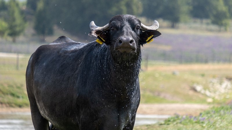Waterbuffels bring unieke melkery na Babylonstoren | News Article