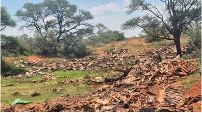 Animal groups demand justice after horse carcasses found on Warrenton farm | News Article