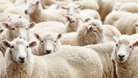 Veedief wéér in hegtenis geneem Veedief wéér in hegtenis geneem | News Article