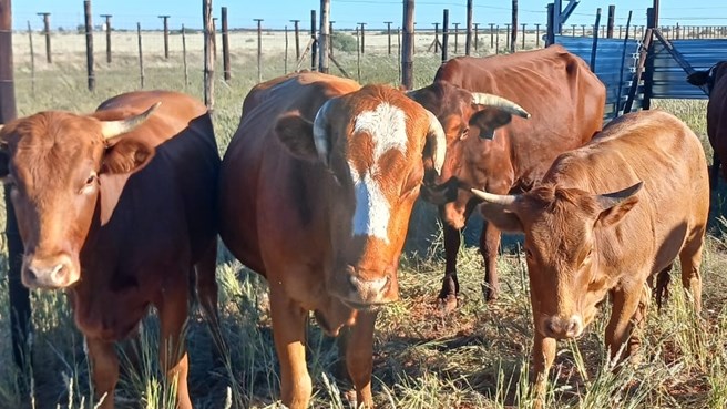 Twee vermeende veediewe by Upington vasgetrek Twee vermeende veediewe by Upington vasgetrek | News Article