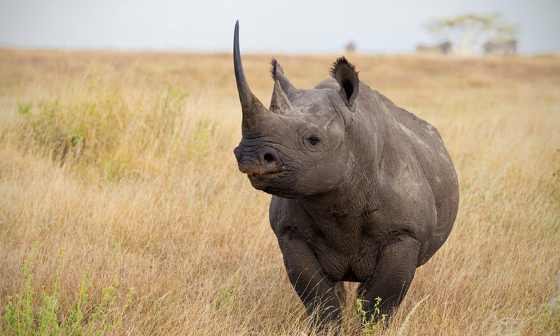 Calls for wildlife crime to be recognised as transnational crime | News Article