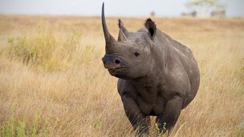 Calls for wildlife crime to be recognised as transnational crime | News Article