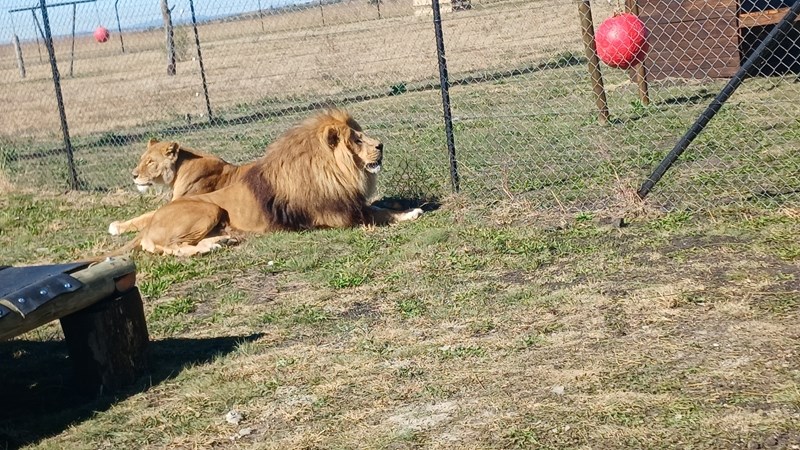 Two circus lions find home at Winburg animal sanctuary Two circus lions find home at Winburg animal sanctuary | News Article