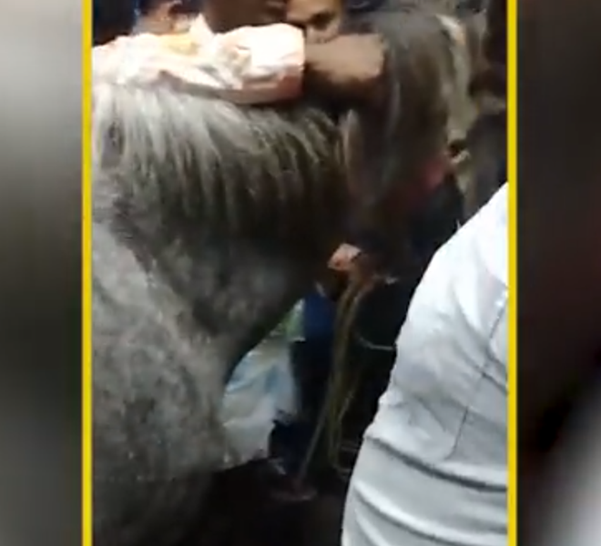 Video of horse riding commuter train goes viral | News Article