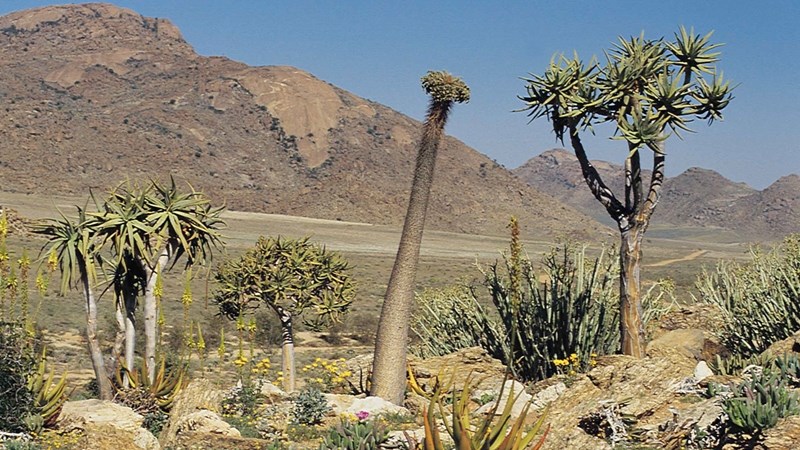 Four convicted to seven years for poaching succulents Four convicted to seven years for poaching succulents | News Article