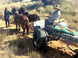 Perdry, ghongskiet en ander gewilde tydverdrywe in die Kalahari | News Article