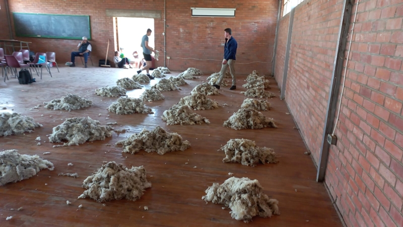 Meer as 14 000 bale by 18de 2022/23-wolveiling aangebied | News Article