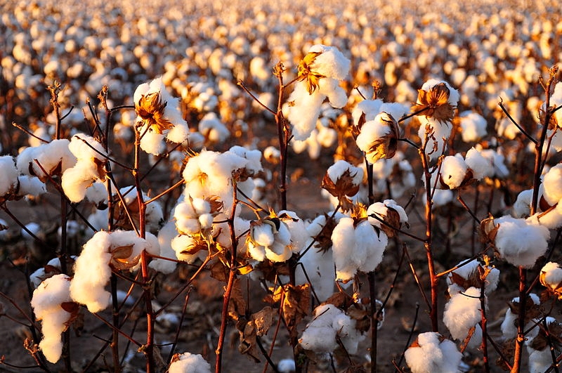 Agri Voice, die mondstuk van landbou | News Article