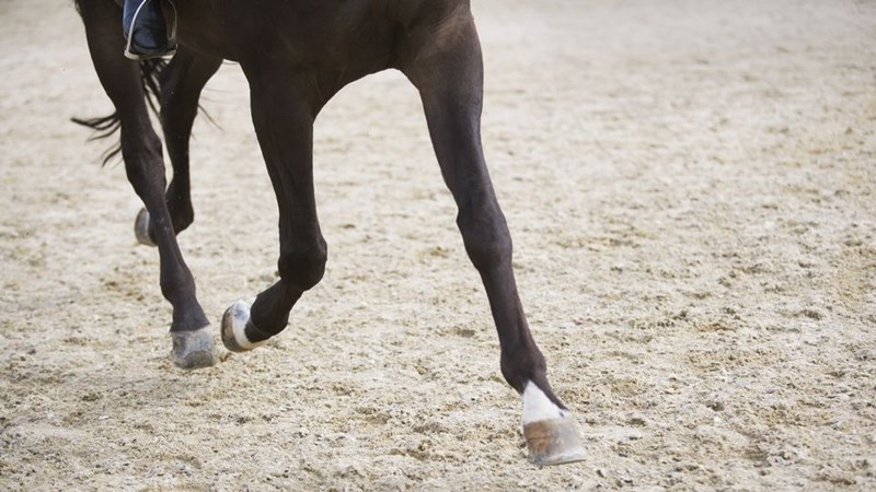 Die belangrikheid van perde se hoefsorg en gesondheid | News Article