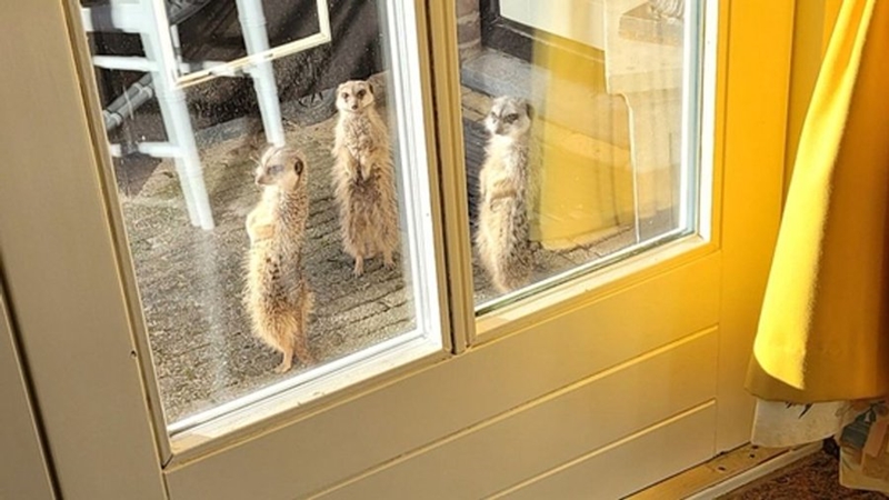 Troetelmeerkatte ontsnap, op vrye voet in Nederlandse dorp | News Article