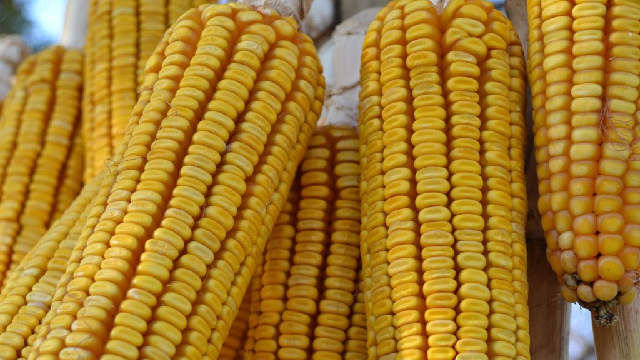 Agri-Uur: Jongste Safex-nuus Agri-Uur: Jongste Safex-nuus | News Article