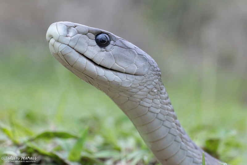 Slange: Feite, foute en mites | News Article