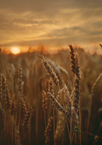 Agri-uur: Jongste Safex-nuus | News Article