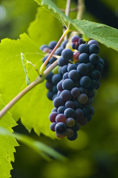 What's new in Farmer’s Weekly?  | News Article