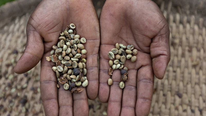 Voedselkrisis ‘van ongekende afmetings’ dreig in Afrika Voedselkrisis ‘van ongekende afmetings’ dreig in Afrika | News Article