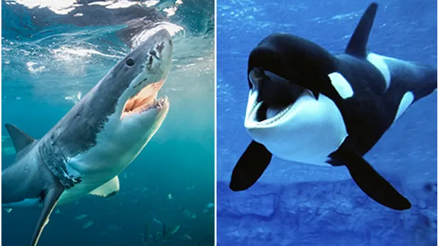 Weird Wide Web - Killer whales enjoy shark liver | News Article