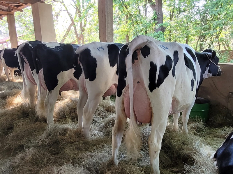 Hoë insetkoste laat melkprodusente hekke sluit | News Article