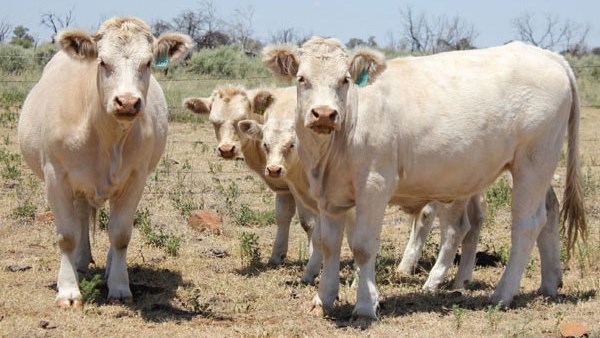 Assessing the extent of foot and mouth disease outbreak in North West | News Article