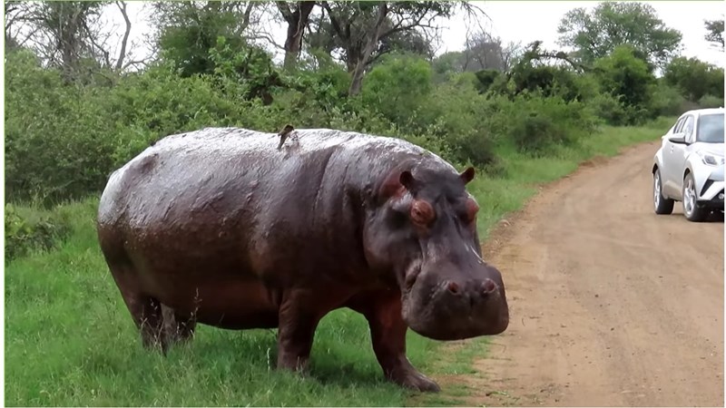 Vermeende stroper in Krugerwildtuin vertrap; verdere ondersoeke só bemoeilik | News Article