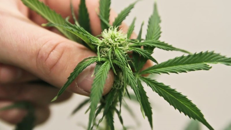 NW Agriculture holds webinar on cannabis growing in province | News Article