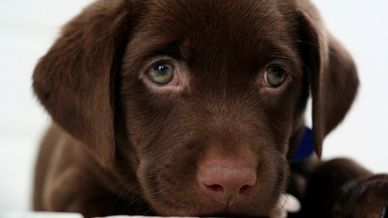 Moenie net enigiets vir jou hond voer nie Moenie net enigiets vir jou hond voer nie | News Article