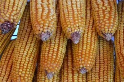 Agri-Uur: Jongste Safex-nuus | News Article