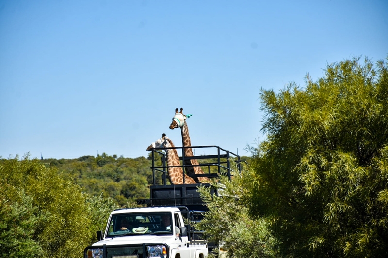 Naval Hill welcomes two new residents | News Article
