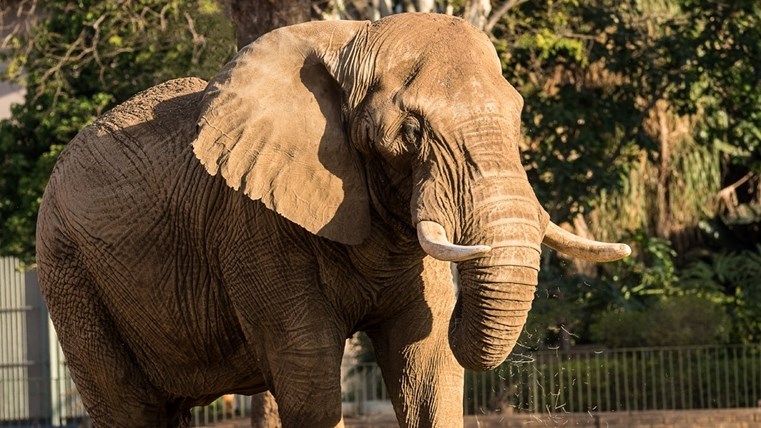 Charlie the elephant set to retire from the zoo | News Article