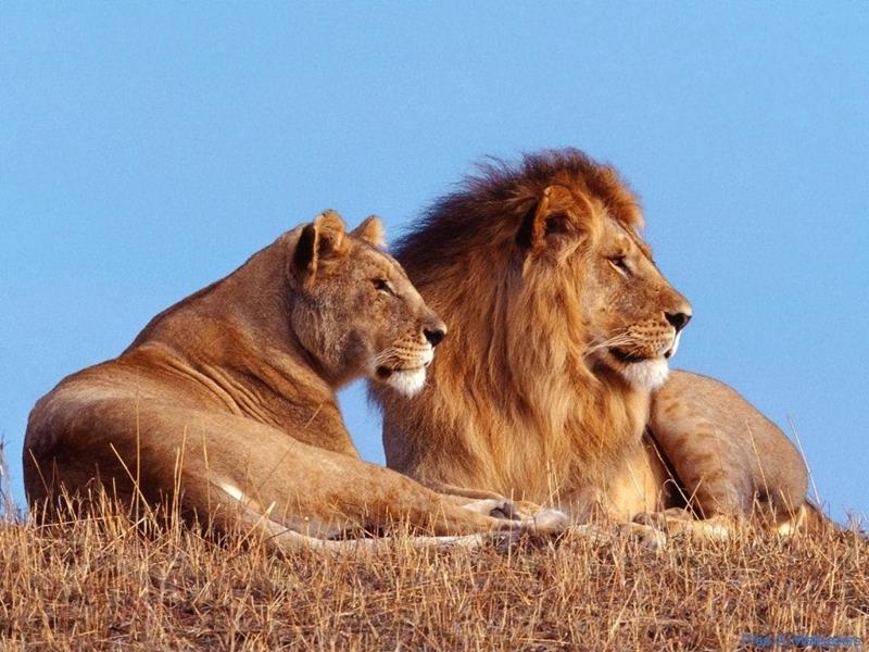 Kriminele klag teen VS leeuboer ingedien | News Article