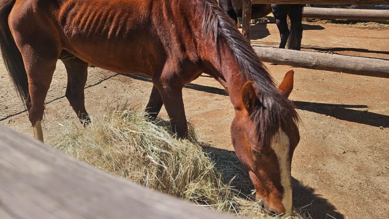 Five horses at Kimberley SPCA require urgent assistance | News Article