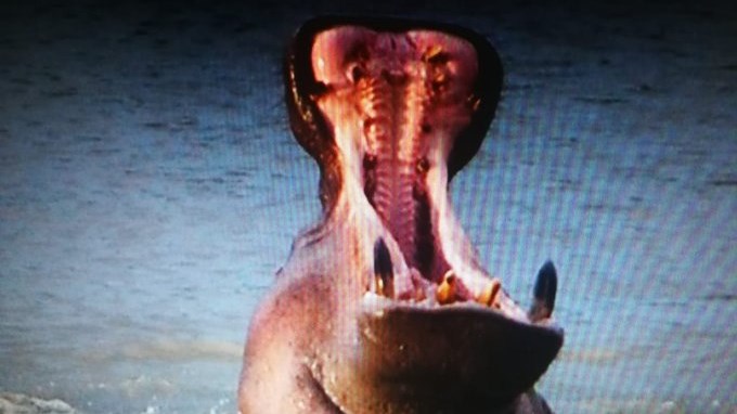 Search for hippos in North West continues Search for hippos in North West continues | News Article