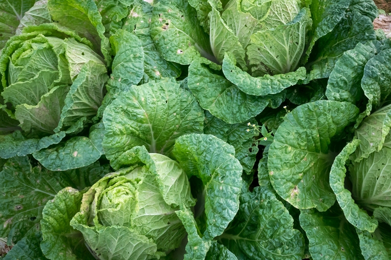 Wat is nuut in Farmer's Weekly? | News Article