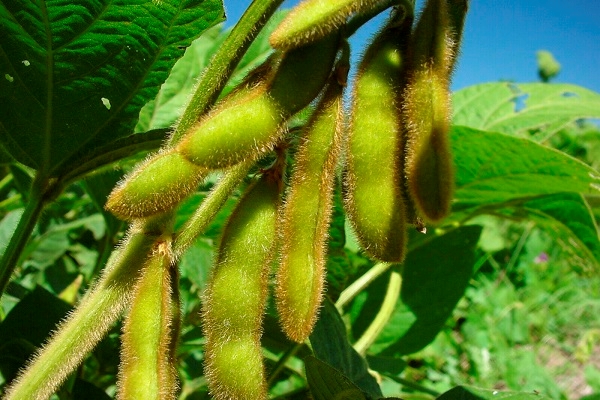 Agri-Uur: Jongste Safex-nuus | News Article